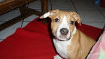 luna - American Staffordshire Terrier (6 mois)