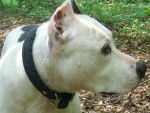 Tania - American Staffordshire Terrier (13 ans)