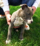 falcon - American Staffordshire Terrier M&acirc;le (4 mois)