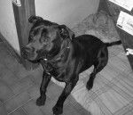 Boudha Sid 3 ans - American Staffordshire Terrier (3 ans)