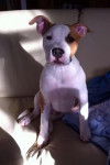 Gun, 6 mois - American Staffordshire Terrier (6 mois)