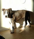 Gaby american Staff 4 mois - American Staffordshire Terrier (4 mois)