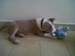 AV - American Staffordshire Terrier (1 an)