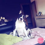 Faayanna - American Staffordshire Terrier (6 ans)