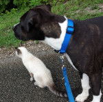 Serena - American Staffordshire Terrier (1 an)