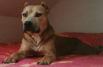Lucky - American Staffordshire Terrier