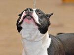 Photo American Staffordshire Terrier