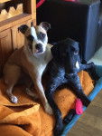 Iron et Kiera - American Staffordshire Terrier (3 ans)