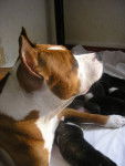 Starkh - American Staffordshire Terrier (3 ans)