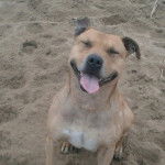 ???????? - American Staffordshire Terrier M&acirc;le (10 ans)
