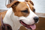 Un American Staffordshire Terrier fauve pan blanc vu de face
