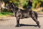 Une Femelle American Staffordshire Terrier de profil