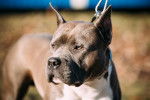 Un American Staffordshire Terrier chocolat tenu en laisse