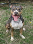 Arco - American Staffordshire Terrier Mâle (5 ans)
