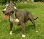 Shoguna - American Staffordshire Terrier (2 ans)