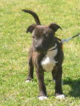 Destiny Fury - American Staffordshire Terrier (3 mois)