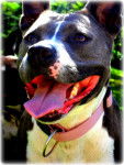 Kiara - American Staffordshire Terrier (4 ans)