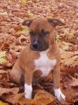 Nala - American Staffordshire Terrier (3 mois)