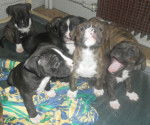Les petits monstres - American Staffordshire Terrier (2 mois)