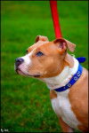 tina - American Staffordshire Terrier (1 an)