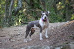 Ma fillou - American Staffordshire Terrier (1 an)