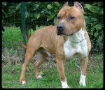 Spike - American Staffordshire Terrier Mâle (4 ans)