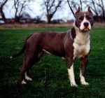 Mirage - American Staffordshire Terrier (4 ans)