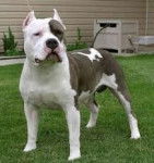 Memo - American Staffordshire Terrier M&acirc;le (1 an)