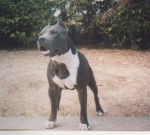 Spike - American Staffordshire Terrier Mâle (3 ans)