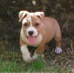patch - American Staffordshire Terrier (3 mois)