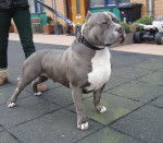 boss - American Staffordshire Terrier M&acirc;le (2 ans)