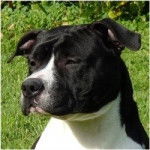 brasco - American Staffordshire Terrier M&acirc;le