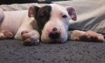 Baby Raven - American Staffordshire Terrier M&acirc;le (1 an)