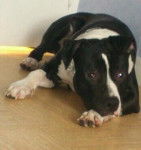 GHOST - American Staffordshire Terrier M&acirc;le (9 mois)