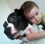 GHOST - American Staffordshire Terrier M&acirc;le (9 mois)