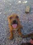 Xena - American Staffordshire Terrier (2 mois)