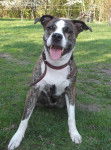 Kira (Kiara) - American Staffordshire Terrier (5 ans)