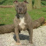 sam - American Staffordshire Terrier M&acirc;le (3 ans)