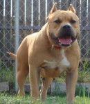 Agari - American Staffordshire Terrier (Autre)