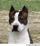 Alfa - American Staffordshire Terrier M&acirc;le (3 ans)