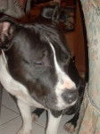 eden II - American Staffordshire Terrier (3 ans)