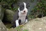 Un chiot American Staffordshire Terrier bleu