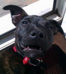 Elise - American Staffordshire Terrier (3 mois)