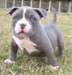 soki - American Staffordshire Terrier M&acirc;le (4 mois)