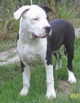 terry - American Staffordshire Terrier M&acirc;le (5 mois)