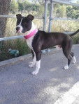 Rodman - American Staffordshire Terrier M&acirc;le (4 ans)