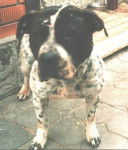 Princess - American Staffordshire Terrier