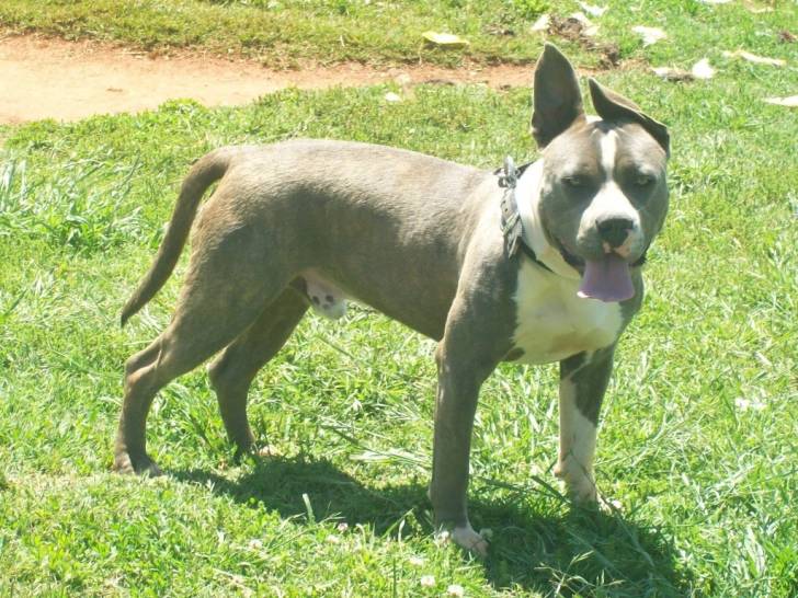 Smokey - American Staffordshire Terrier Mâle (2 ans)