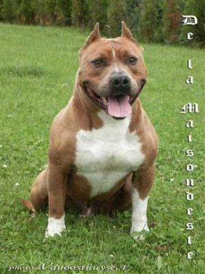merza - American Staffordshire Terrier (2 ans)