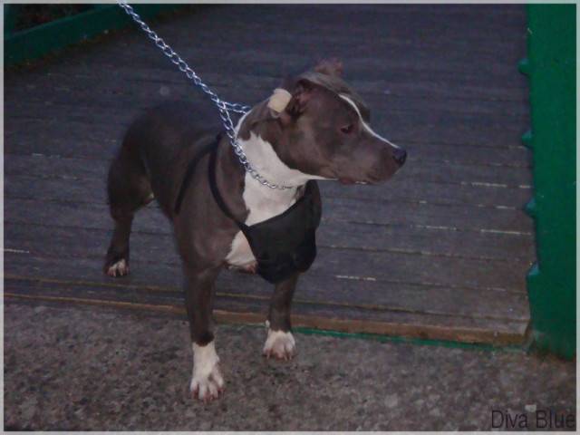 Diva - American Staffordshire Terrier (1 an)